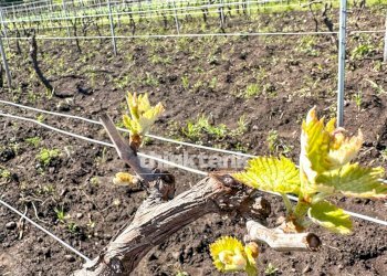 Foto 14 - Villa Verzella, Castiglione di Sicilia - foto 14