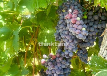 Foto 15 - Villa Verzella, Castiglione di Sicilia - foto 15