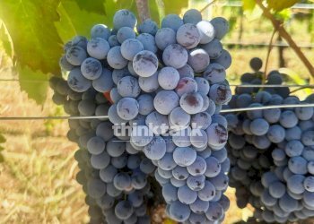 Foto 16 - Villa Verzella, Castiglione di Sicilia - foto 16