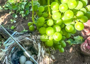 Foto 17 - Villa Verzella, Castiglione di Sicilia - foto 17