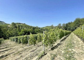 Terreno - Agricultural land Località Manzoni, Monforte d'Alba - photo 10
