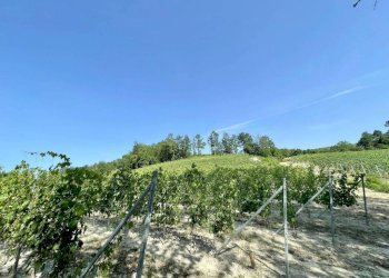 Terreno - Agricultural land Località Manzoni, Monforte d'Alba - photo 15