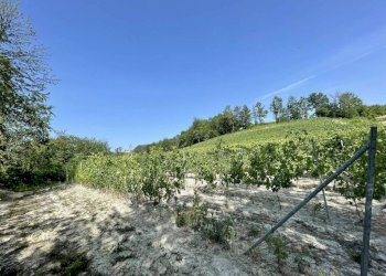 Terreno - Agricultural land Località Manzoni, Monforte d'Alba - photo 16