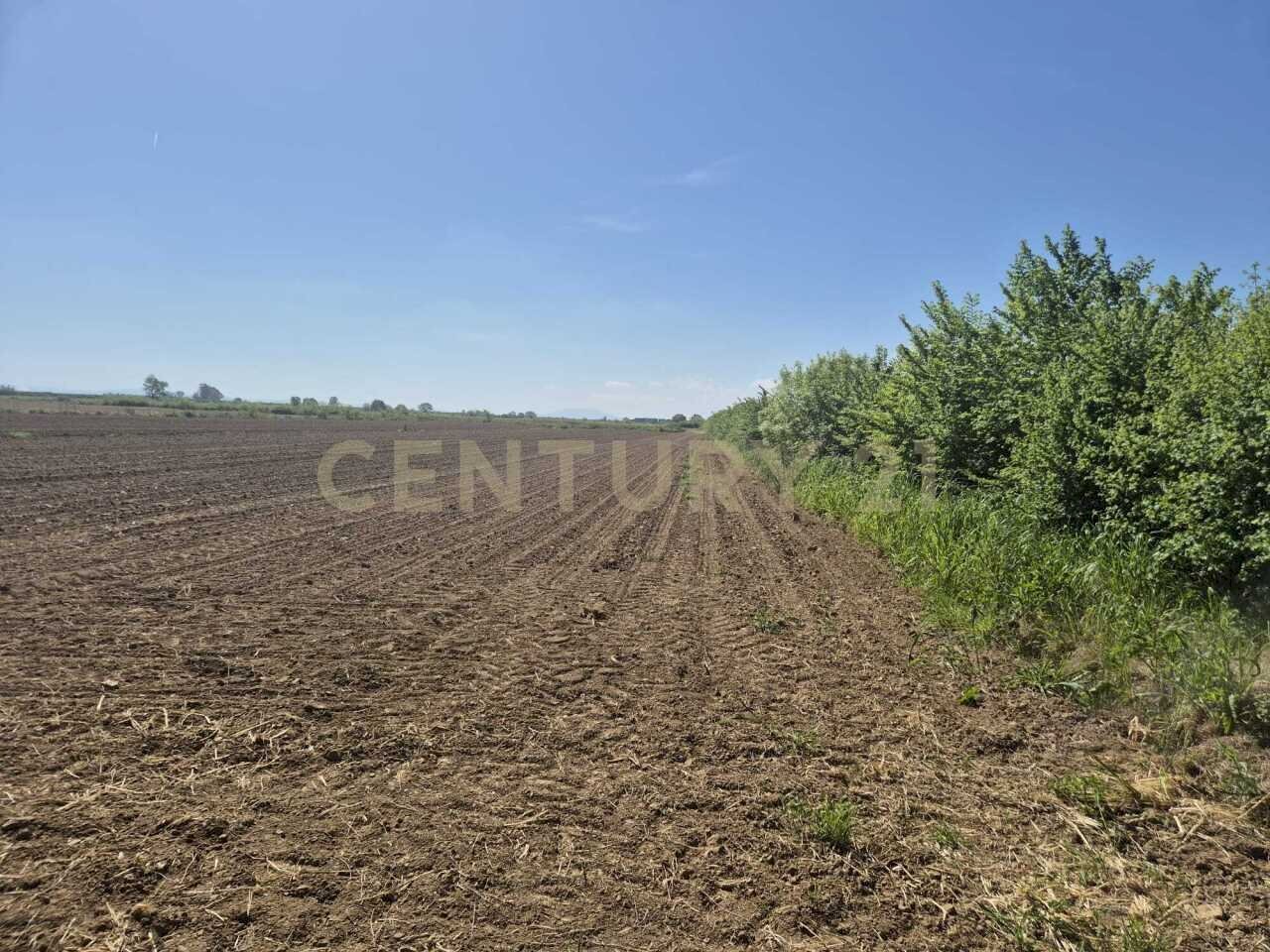 terreno 2.jpeg - Terreno agricolo loc. Badia Vecchia, Castiglione della Pescaia - foto 2