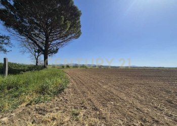 terreno 10.jpeg - Terreno agricolo loc. Badia Vecchia, Castiglione della Pescaia - foto 10