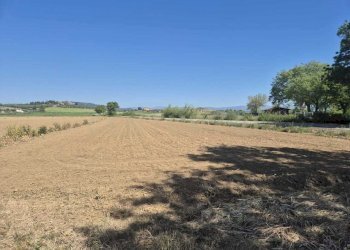 terreno 12.jpeg - Terreno agricolo loc. Badia Vecchia, Castiglione della Pescaia - foto 12