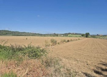 terreno 13.jpeg - Terreno agricolo loc. Badia Vecchia, Castiglione della Pescaia - foto 13