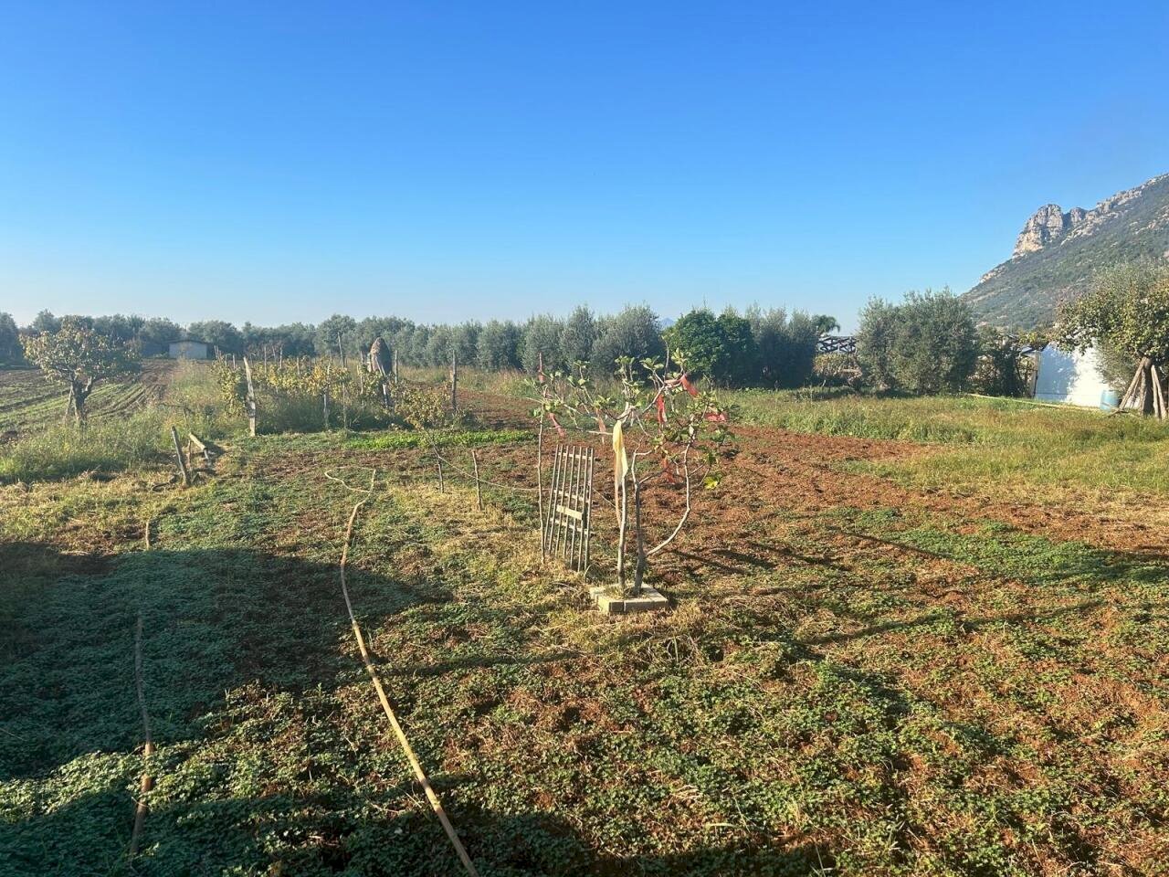08f0505a-06b8-495f-802b-3b9291b6f1af.jpg - Agricultural land Terracina - photo 2