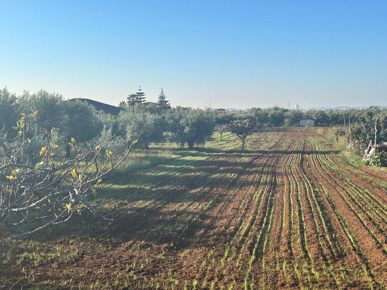6359151f-2a4e-4325-8fd8-9b434c4932f3-2.jpg - Agricultural land Terracina - photo 3