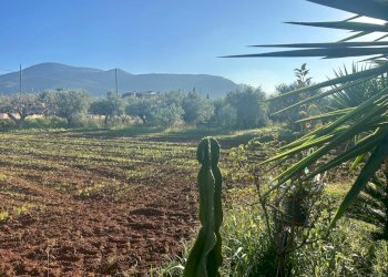 8eb9649a-9097-479b-823d-0bde18abd213.jpg - Agricultural land Terracina - photo 1