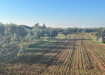6359151f-2a4e-4325-8fd8-9b434c4932f3-2.jpg - Agricultural land Terracina - photo 3