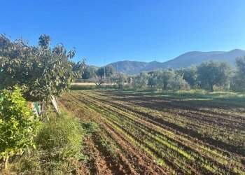 d6e0dad6-c8da-46fc-8365-a9a72cc782a7.jpg - Agricultural land Terracina - photo 7