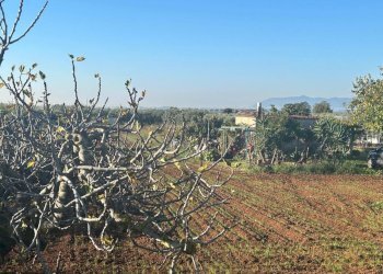 fe288d50-5f7b-422d-8d19-4fb7c3a3d39c.jpg - Agricultural land Terracina - photo 8