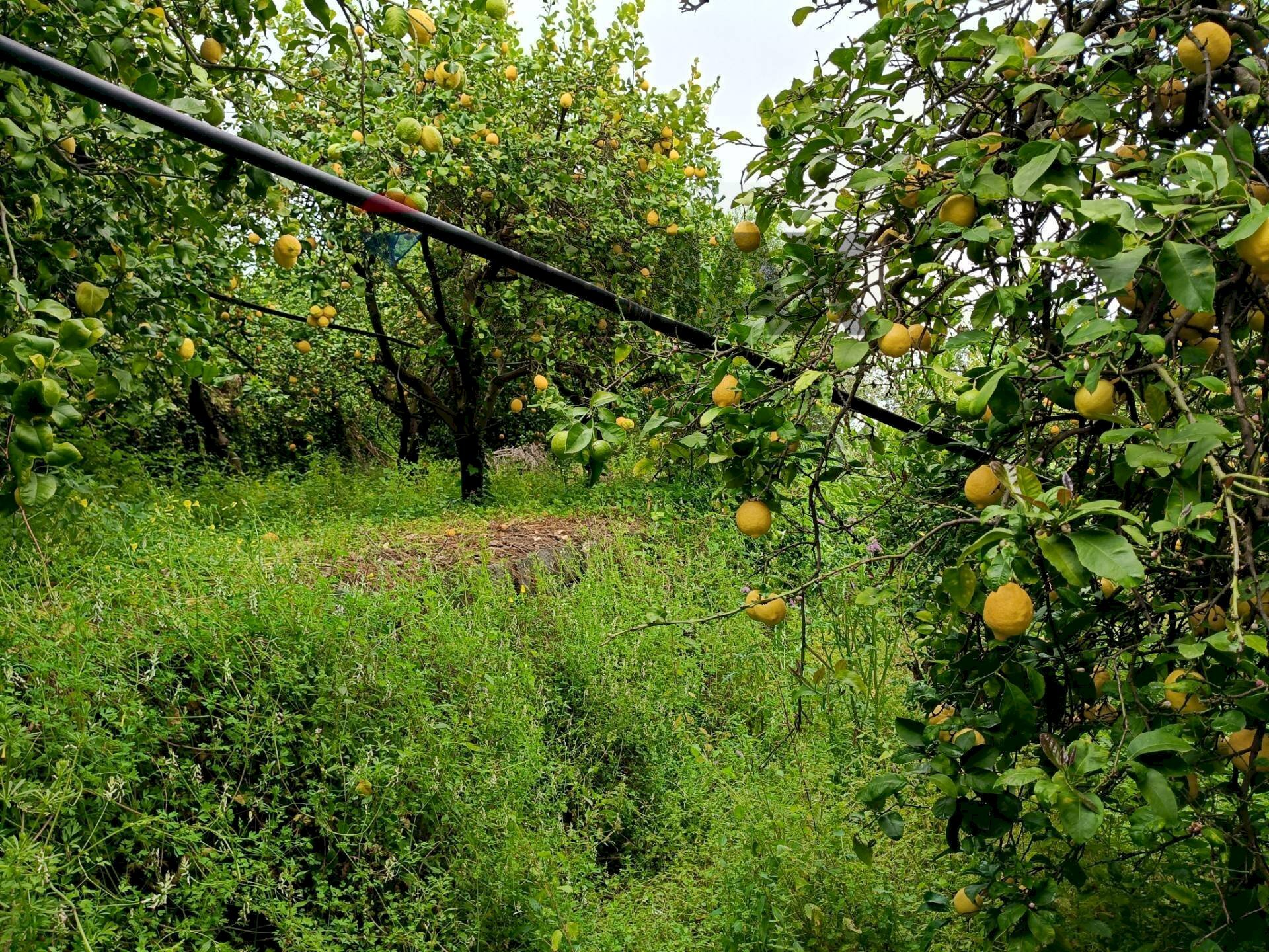 Giardino - Terreno agricolo Via Giarre Nunziata
 
Snc, Mascali - foto 1