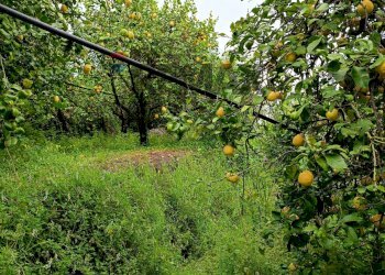 Giardino - Terreno agricolo Via Giarre Nunziata
 
Snc, Mascali - foto 1