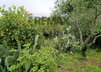 Giardino - Independent house Via Giarre Nunziata
 
snc, Mascali - photo 4