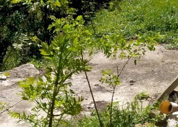 Giardino - Casa semi indipendente Località Compito
 
6, Chiusi della Verna - foto 26