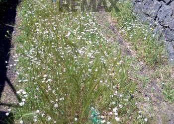 Edificio all\'aperto - Terreno agricolo Via Alcide de Gasperi
SNC, Trecastagni - foto 3