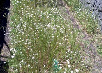 Edificio all\'aperto - Terreno agricolo Via Alcide de Gasperi
SNC, Trecastagni - foto 4