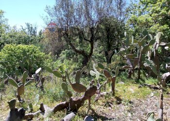 Giardino - Terreno agricolo Via Alcide de Gasperi
SNC, Trecastagni - foto 45