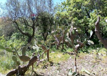 Giardino - Terreno agricolo Via Alcide de Gasperi
SNC, Trecastagni - foto 46