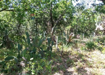 Giardino - Terreno agricolo Via Alcide de Gasperi
SNC, Trecastagni - foto 48