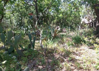 Giardino - Terreno agricolo Via Alcide de Gasperi
SNC, Trecastagni - foto 49