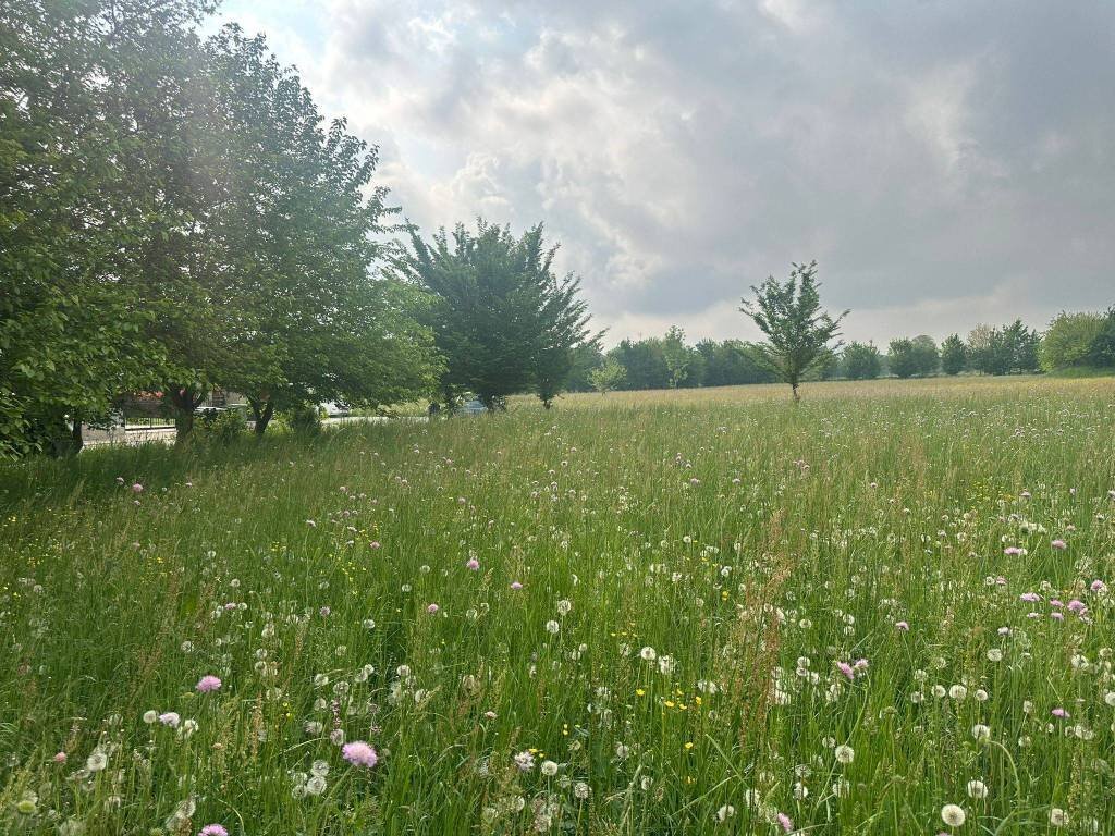 Terreno - Terreno edificabile via Orti, Vignolo - foto 1