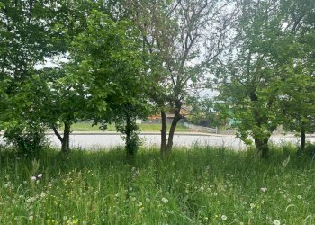 Giardino - Terreno edificabile via Orti, Vignolo - foto 12