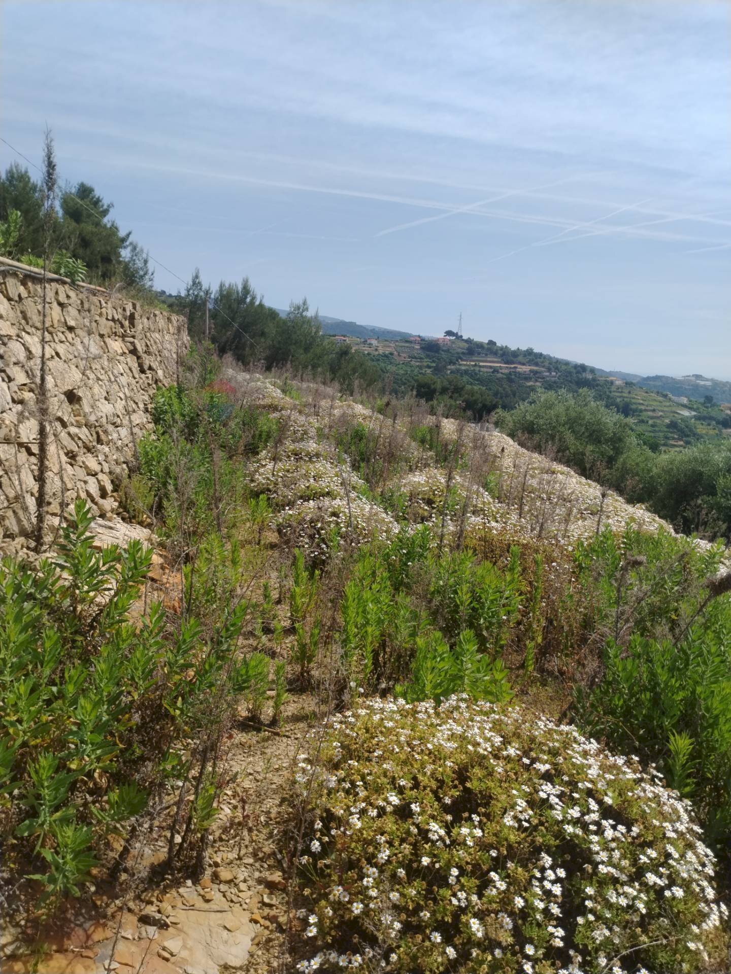 Terreno edificabile strada bragheira 
 Sanremo, IM, Sanremo - foto 1