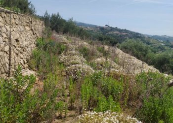 Terreno edificabile strada bragheira 
 Sanremo, IM, Sanremo - foto 1