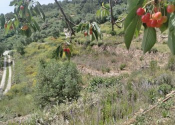 Terreno edificabile strada bragheira 
 Sanremo, IM, Sanremo - foto 4