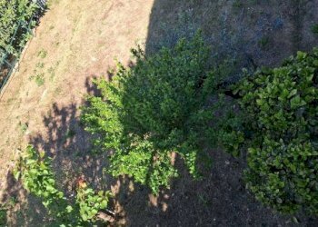 Terreno - Villa hamlet San Massimo, Rapallo - photo 8