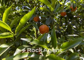 Terreno - Villa Località Zilleria, Gasperina - foto 23