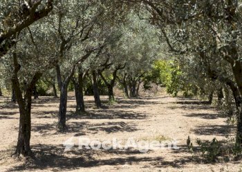 Terreno - Villa Località Zilleria, Gasperina - foto 30