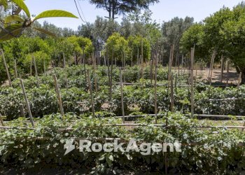 Terreno - Villa Località Zilleria, Gasperina - foto 35