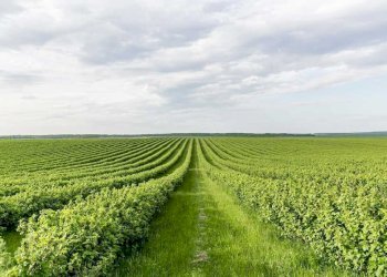 Terreno agricolo Russi - foto 1