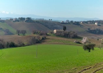 Terreno - Rustico via Villa Santa Maria, 18, Filottrano - foto 13