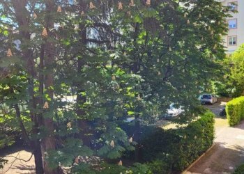Giardino - Appartamento via Santo Stefano, 103, Bologna (zona Centro Storico) - foto 7