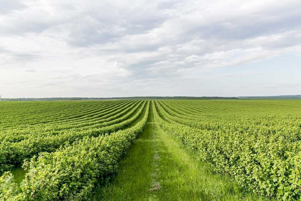 Agricultural land Russi - photo 1