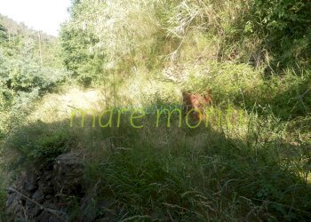 Independent house Quiliano - photo 20