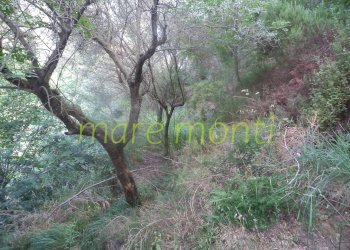 Villa a Schiera Savona (zona Lavagnola) - foto 48
