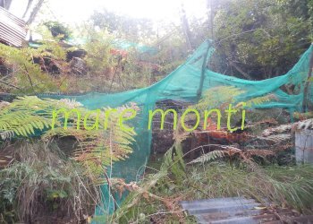 Terreno agricolo Savona (zona Santuario) - foto 6