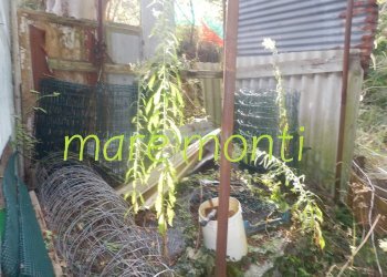 Terreno agricolo Savona (zona Santuario) - foto 8