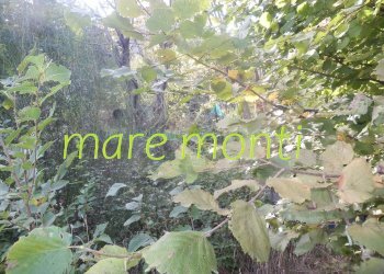 Terreno agricolo Savona (zona Santuario) - foto 13