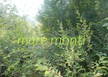 Terreno agricolo Savona (zona Santuario) - foto 14