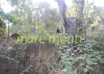 Terreno agricolo Savona (zona Santuario) - foto 15
