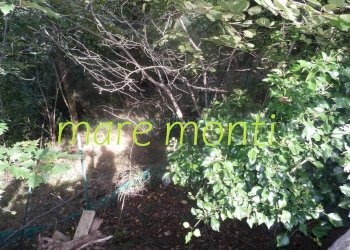 Terreno agricolo Savona (zona Santuario) - foto 19