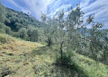 Foto 12 - Terreno edificabile Strada Santa giusta, Perinaldo - foto 12