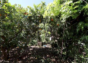 Giardino - Independent house Via Piedimonte
 
117, Mascali - photo 22